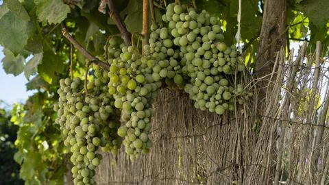 Close-up of clusters of green grapes 스톡 사진