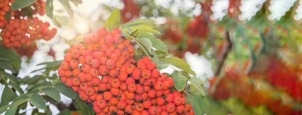 Close-up of clusters of red mountain ash against a background of blue sky and Foto stock