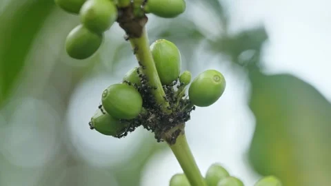 Close-up of clusters of unripe green coffee cherries growing, surrounded by.. Stock Footage 345022682