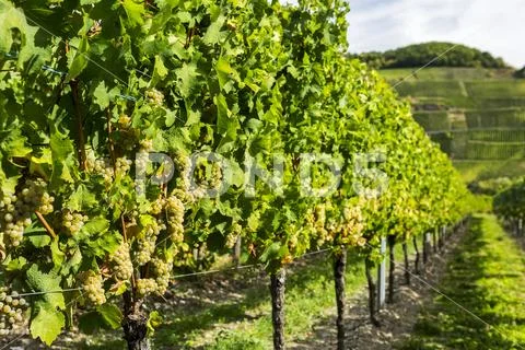 Close-up of clusters of white grapes hanging from the vine in a row with hillsid Stock Photos