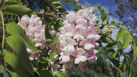 Close-up of clusters of white-pink flowers of blooming Pink Acacia or Clammy Stock Footage 320313078