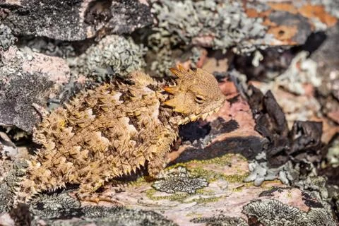 Close up of a Coast Horned Lizard (Anota coronatum) blending with a rocky ter Stock Photos