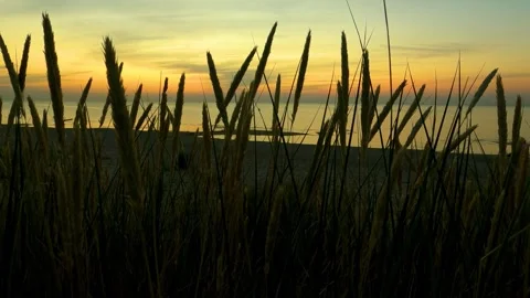 Close-Up of Coastal Grass with Sunset and Ocean in the Background Stock Footage 339090821