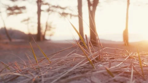 Close-Up of Coastal Grass in Sunset Glow by the Baltic Sea Video stock 306354074
