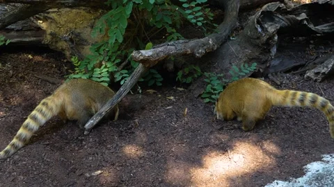 Close up of coati digging Stock Footage 135190573