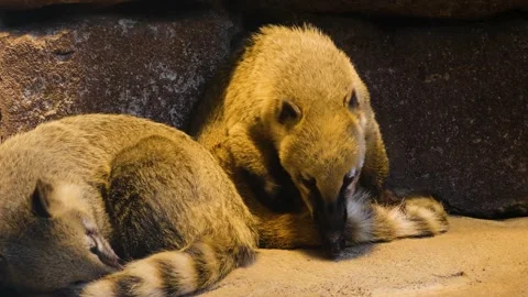 Close up of coati resting Stock Footage 140591971