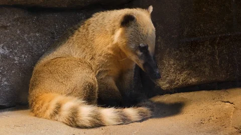 Close up of coatimundis sitting Video stock 119449056