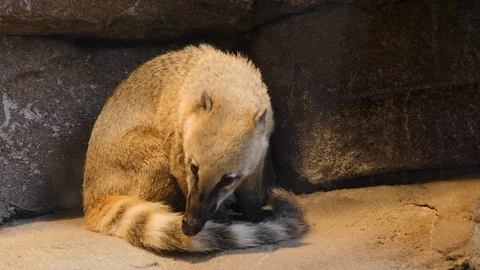 Close up of coatimundis sitting Stock Footage 119449653