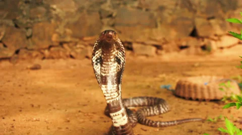 Close-up of a cobra. Asia 库存影片 34973783