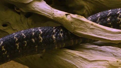 Close up of cobra body Stock Footage 141280389