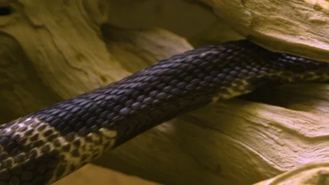 Close up of cobra body Stock Footage 141280580