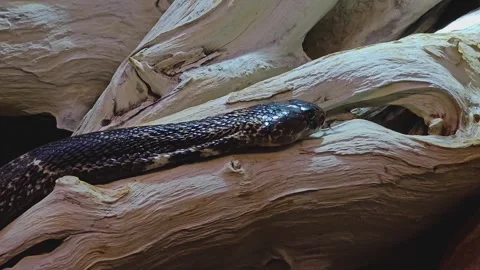 Close up of a cobra crawling Stock Footage 252620898