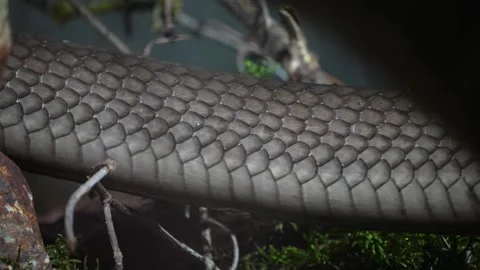 Close up of cobra crawling Stock Footage 271200766