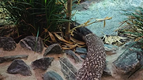 Close up of a cobra crawling Stock Footage 277363967