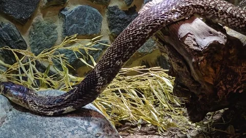 Close up of a cobra crawling  Stock Footage 277382943