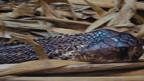  Close up of a cobra crawling Stock Footage 277384266