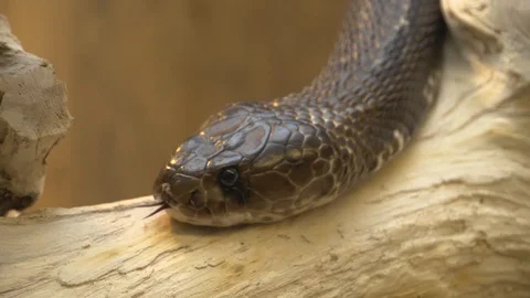 Close up of cobra Video stock 118838235