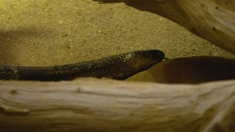 Close up of cobra  Stock Footage 143416502