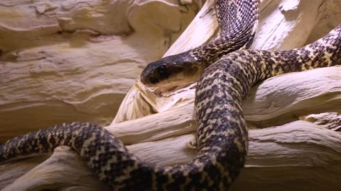 Close up of a cobra Stock Footage 233790693