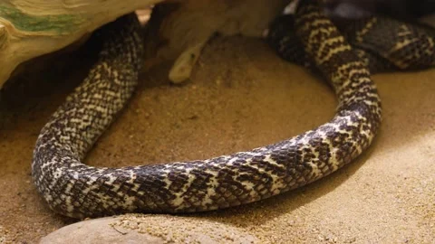 Close up of cobra  Stock Footage 234121790