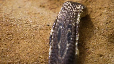 Close up of cobra  Stock Footage 234122691