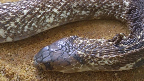 Close up of cobra Stock Footage 236700108