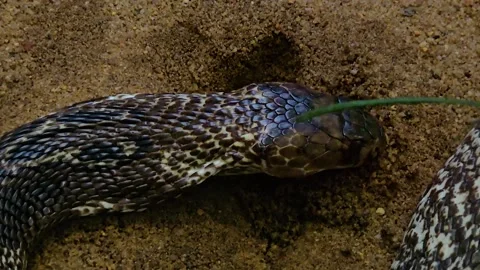 Close up cobra Video stock 252655257