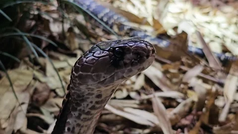 Close up of a Cobra Stock Footage 296495701