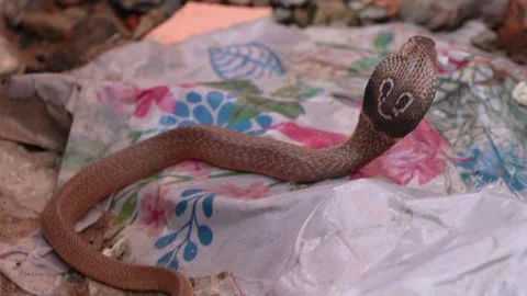 Close-up of a cobra Stock-Footage 319935414