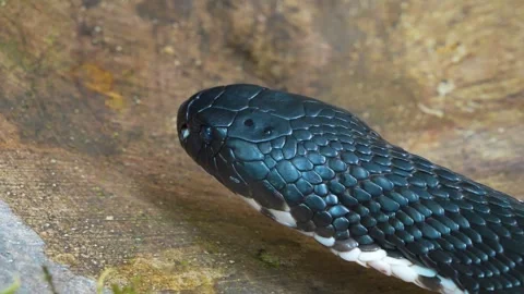 Close up of cobra head Stock Footage 246547245