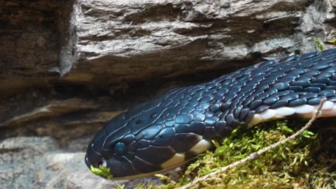 Close up of cobra head  Stock Footage 246588181