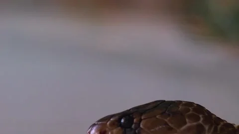 Close up of a Cobra head  Stock-Footage 251717719