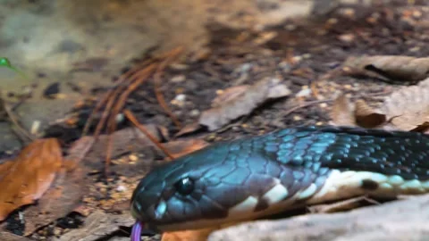 Close up of cobra head Stock Footage 274637634