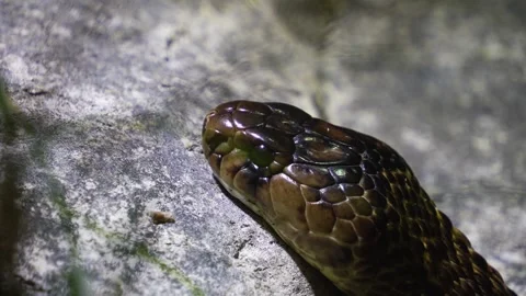Close up of cobra head in the rainforest Stock Footage 297021572