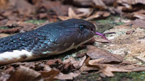 Close up of cobra snake Stock Footage 274585571