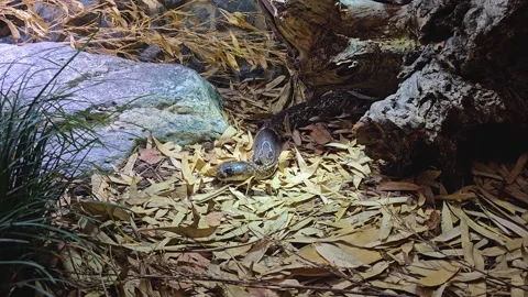 Close up of cobra snake head Stock Footage 294383805