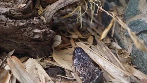 Close up of cobra in the woods Stock-Footage 296549361
