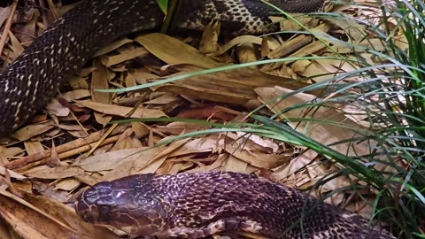 Close up of a Cobras Stock Footage 296495729