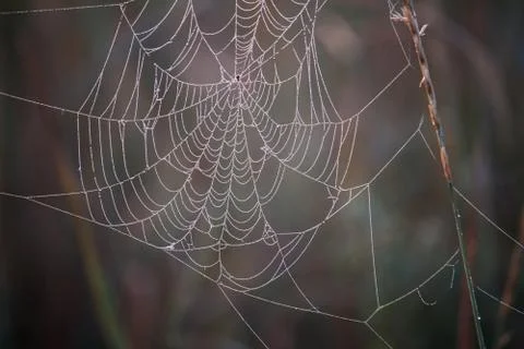 Close-up of a cobweb with dew drops hanging on the grass of a blooming meadow Stock Photos