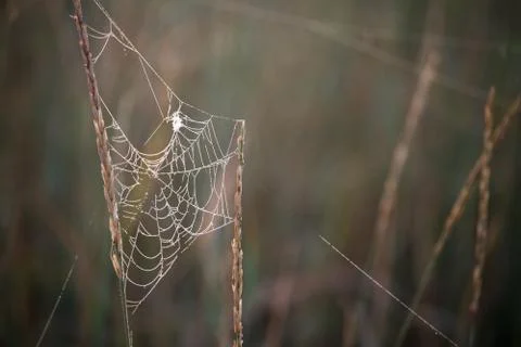 Close-up of a cobweb with dew drops hanging on the grass of a blooming meadow Stock Photos