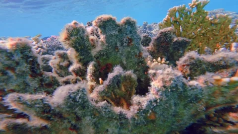 Close up of cobweb like fire coral reef Video stock 337522634