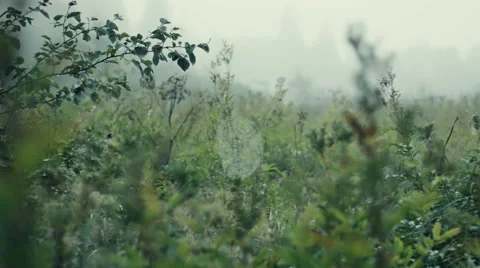 Close-up cobweb on the  grass 스톡 동영상 53304649