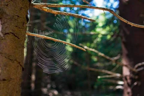 Close up of a cobweb Stock Photos