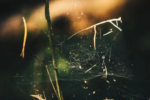 Close up of cobweb Stock-Fotos