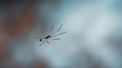 Close up of cobweb with spider Video stock 194385102