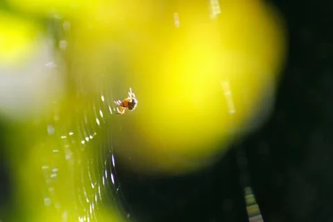 Close-up cobweb with spider isolated on black and yellow background, selectiv Stock Photos