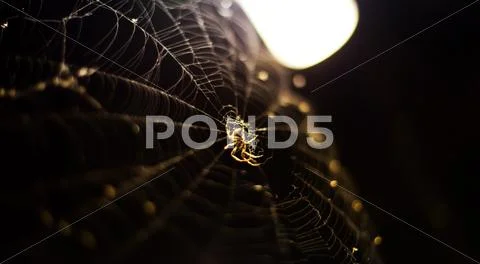 Close up of cobweb with spider Stock Photos