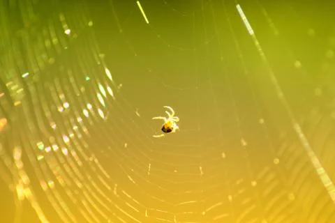 Close-up cobweb with spider under sun rays Stock Photos