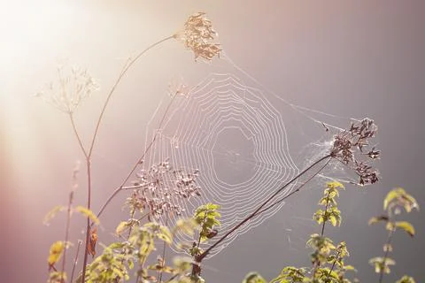 Close-up of a cobweb, spider web Stock Photos