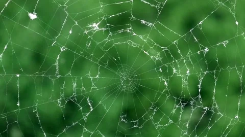 Close up of a cobweb, spiderweb in front of a green blurred background Stock Footage 76800547